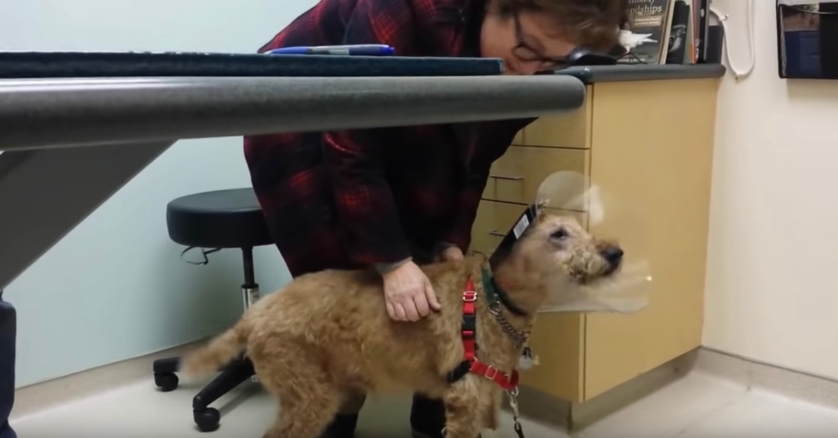 Unglaubliche Reaktion Ihr Hund sieht nach einer OP zum ersten Mal