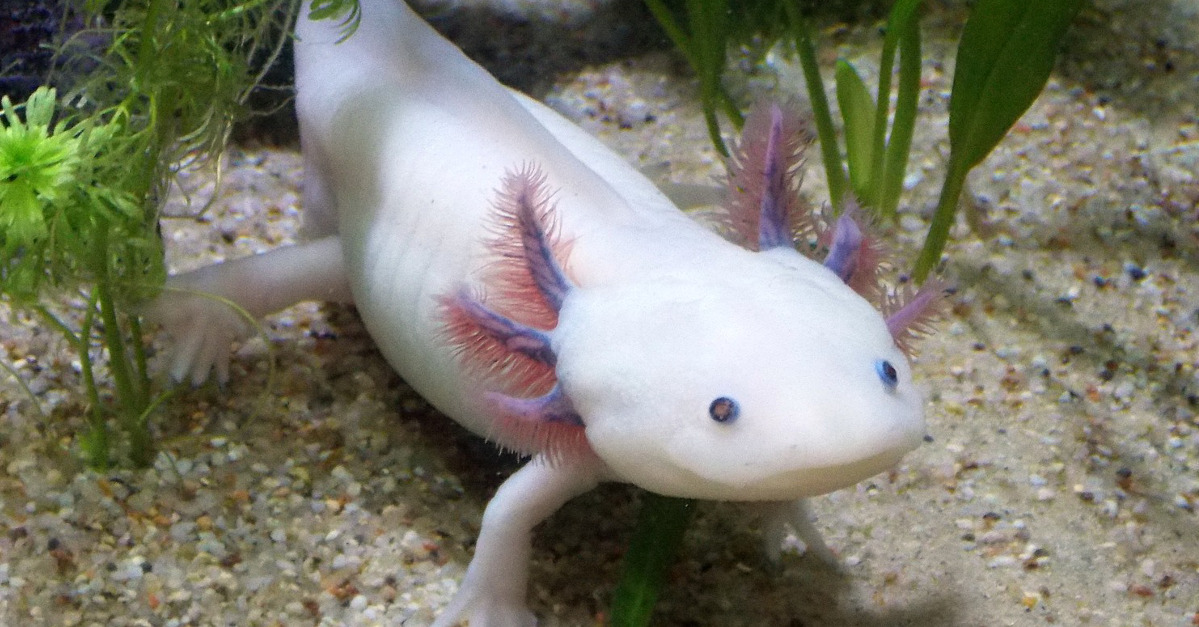 Der Axolotl kann sich selbst regenerieren: Forscher kennen nun das