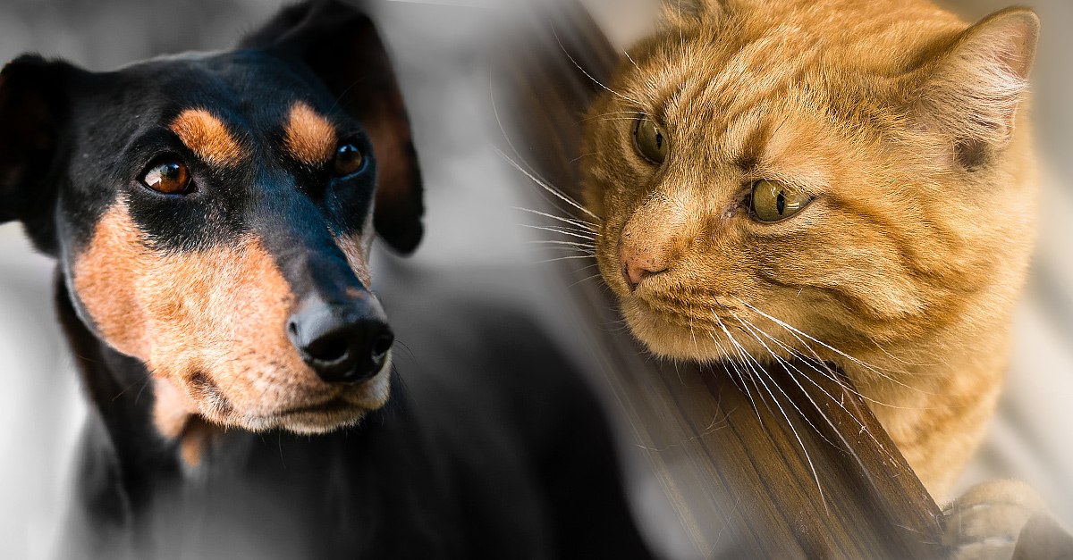 Hund vs. Katze Die Wissenschaft hat herausgefunden, welches Haustier