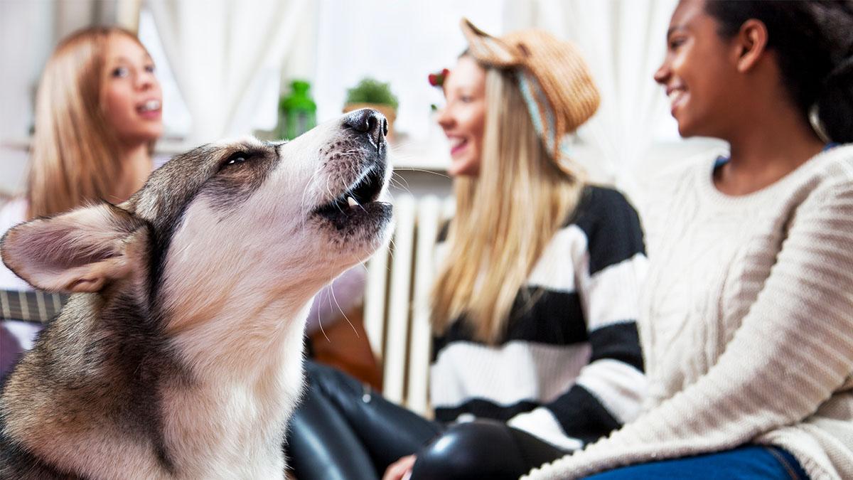 Nach Fehldiagnose reagiert ihr Husky panisch Dann geht alles ganz schnell