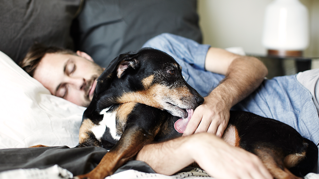 Mit dem Hund in einem Zimmer schlafen Eine gute oder schlechte Idee?
