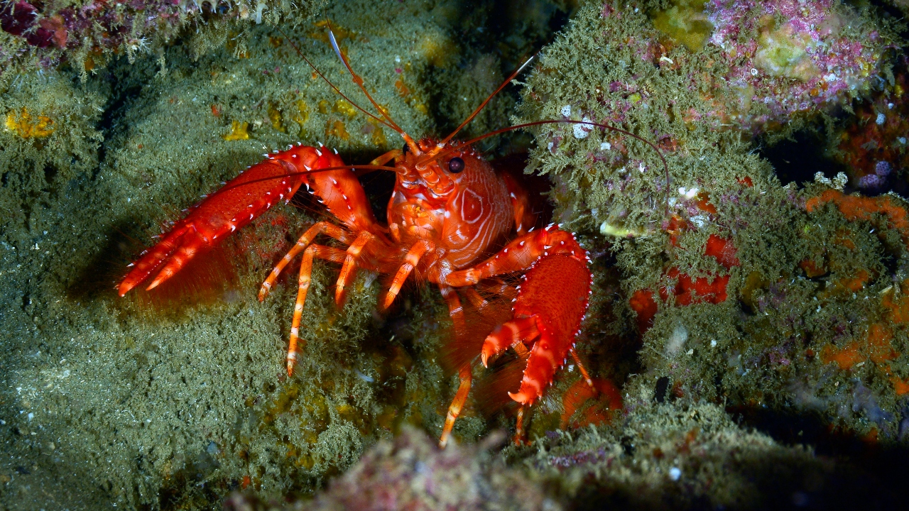 Fischer macht Fang mit absolutem Seltenheitswert: Der Hummer kommt