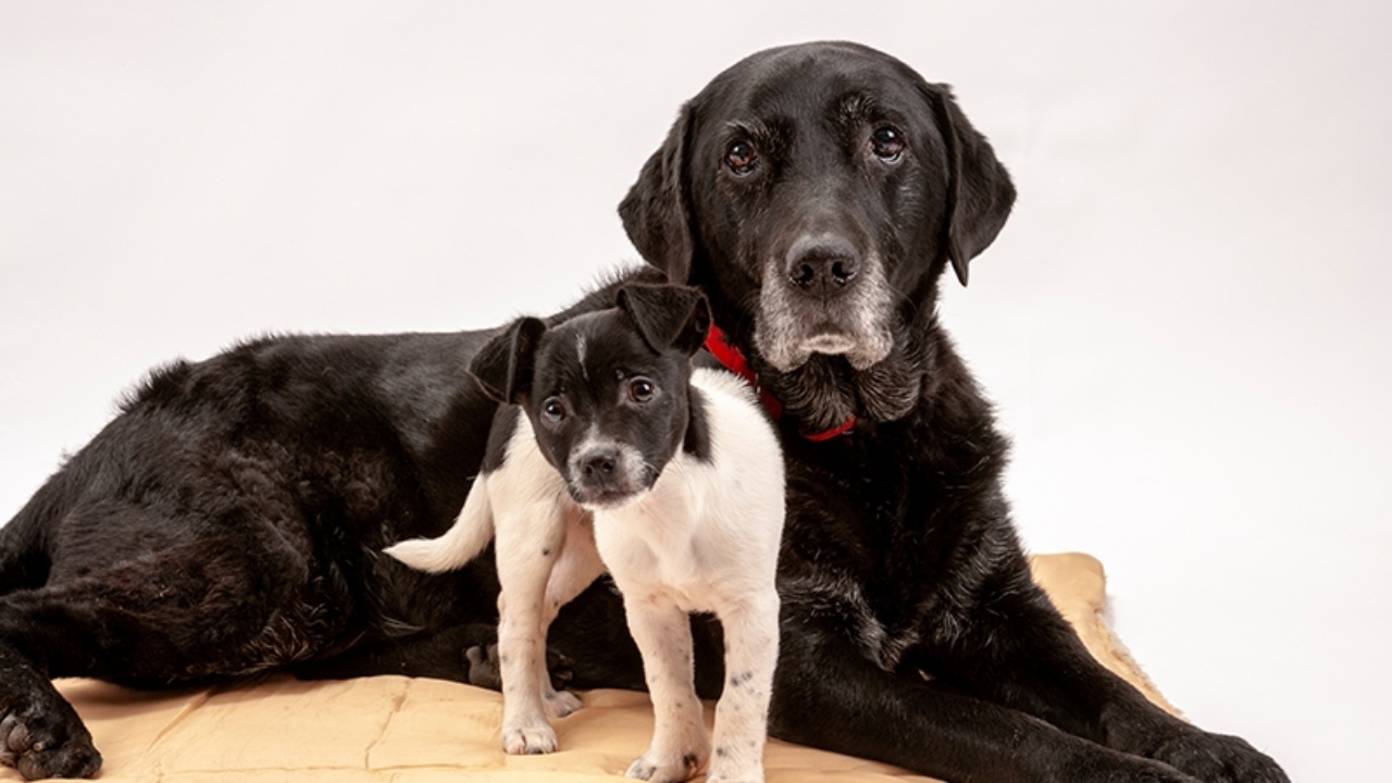 Diesen Fehler machen wir, wenn wir das Alter unserer Hunde berechnen