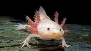 Nach 150 Jahren Forschung: So kann sich der Axolotl selbst regenerieren