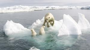 Klimawandel Drei Erschreckende Fakten Zum Verbleib Der Eisbaren