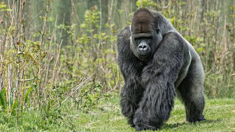 Beeindruckende Bilder Seltener Gorilla Wurde Zum Ersten Mal Fotografiert