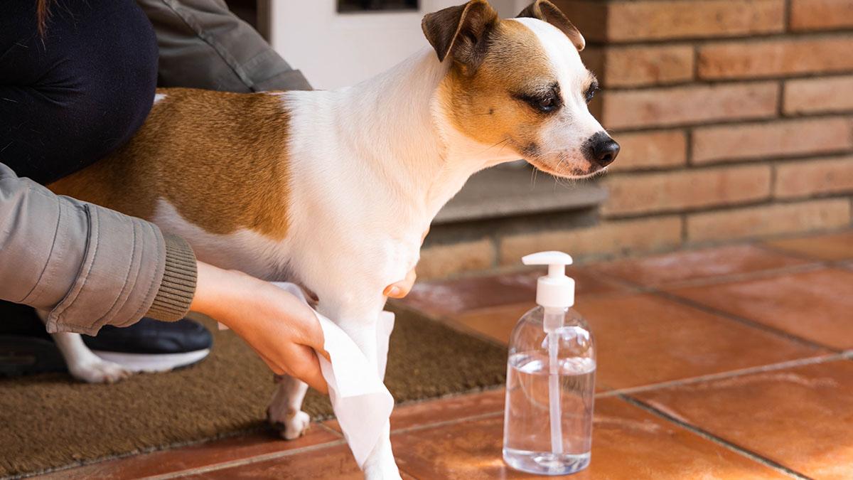 Nach dem Urlaub umarmt Frau ihren Hund mit schrecklichen Folgen