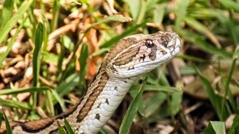 Extrem Todlich Zweikopfige Schlange In Indien Entdeckt